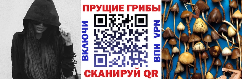 Псилоцибиновые грибы Psilocybe  где найти наркотики  Лабинск 